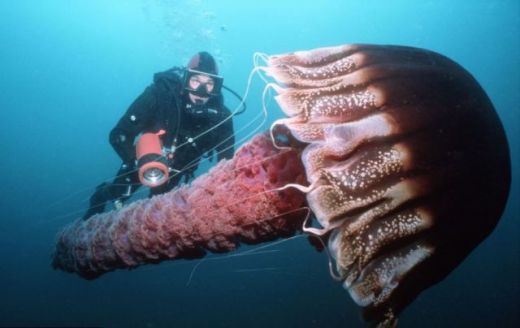 ALERTA in Japonia! Apele au fost invadate de MEDUZE GIGANT de 140 kg care OMOARA pestii! FOTO:_4