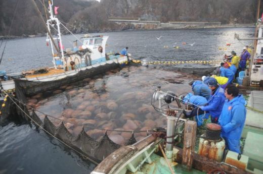 ALERTA in Japonia! Apele au fost invadate de MEDUZE GIGANT de 140 kg care OMOARA pestii! FOTO:_5