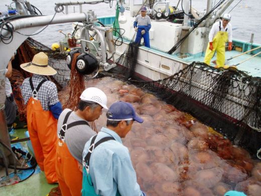 ALERTA in Japonia! Apele au fost invadate de MEDUZE GIGANT de 140 kg care OMOARA pestii! FOTO:_7