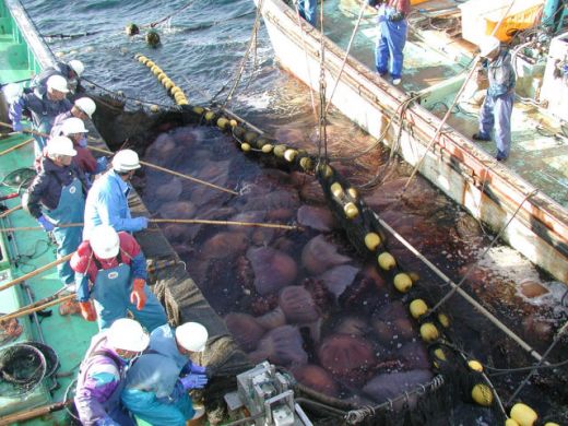 ALERTA in Japonia! Apele au fost invadate de MEDUZE GIGANT de 140 kg care OMOARA pestii! FOTO:_8