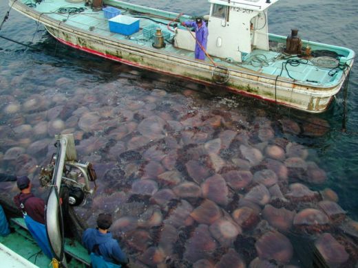 ALERTA in Japonia! Apele au fost invadate de MEDUZE GIGANT de 140 kg care OMOARA pestii! FOTO:_9