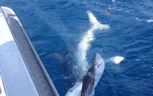 FOTO A fost aproape de o captura URIASA, dar a ramas INGROZIT! Cine i-a furat rechinul din undita:_1
