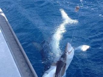 
	FOTO A fost aproape de o captura URIASA, dar a ramas INGROZIT! Cine i-a furat rechinul din undita:
