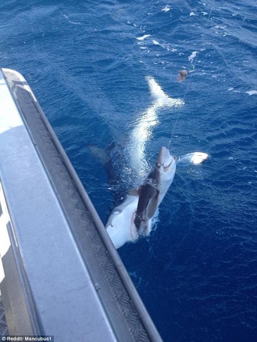 FOTO A fost aproape de o captura URIASA, dar a ramas INGROZIT! Cine i-a furat rechinul din undita:_2