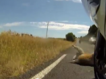 VIDEO Ciocnire VIOLENTA intre un motociclist si un urs pe sosea! Reactia de ultima clipa i-a salvat viata! Vezi cum a reusit: 