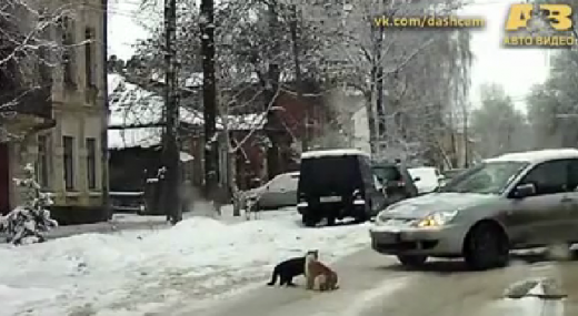 VIDEO Ce faceau pisicile astea in mijlocul drumului! Nici masinile nu au reusit sa le opreasca! Trebuie sa vezi clipul asta! 