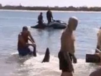 VIDEO Momentul INCREDIBIL in care un barbat trage de un rechin cu mainile goale! Cum si-a salvat nepotii de la o DRAMA!