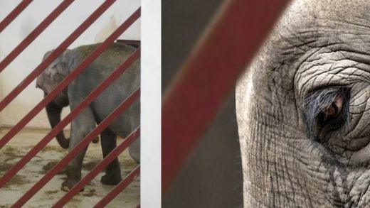 VIDEO O lume intreaga e SCANDALIZATA! Elefantul tinut in conditii CRUDE la o Gradina Zoologica din Romania! Imagini  cutremuratoare:_2