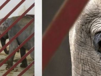 
	VIDEO O lume intreaga e SCANDALIZATA! Elefantul tinut in conditii CRUDE la o Gradina Zoologica din Romania! Imagini&nbsp; cutremuratoare:
