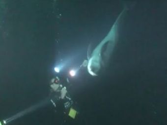 
	Moment unic pe fundul oceanului! Un delfin a urmarit in apa un scafandru! Ce a urmat a emotionat o lume intreaga: VIDEO

