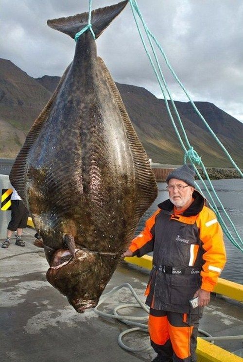 Un pescar a prins MONSTRUL apelor din Islanda: E de trei ori mai mare decat un om! Abia intra in poza:_2