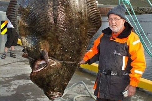 Un pescar a prins MONSTRUL apelor din Islanda: E de trei ori mai mare decat un om! Abia intra in poza:_1