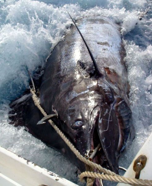 Un pescar astepta de 25 de ani captura asta: A prins un MONSTRU de 6 metri lungime si 600 de kg! FOTO INCREDIBIL_2