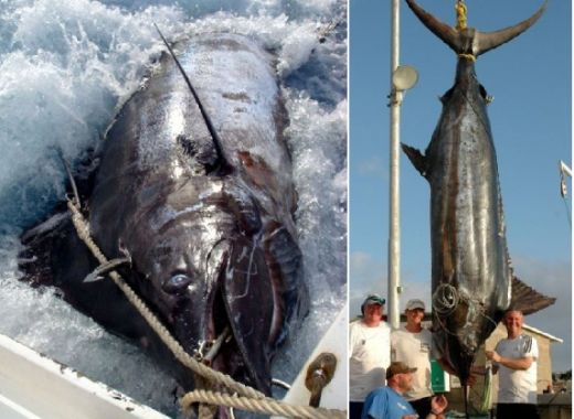 Un pescar astepta de 25 de ani captura asta: A prins un MONSTRU de 6 metri lungime si 600 de kg! FOTO INCREDIBIL_7