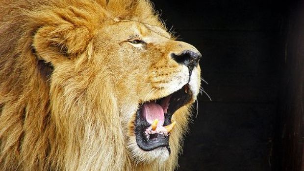 
	Oamenii au fost INGROZITI dupa ce au auzit ca un leu a fugit din cusca! Imaginile la care razi cu lacrimi: VIDEO
