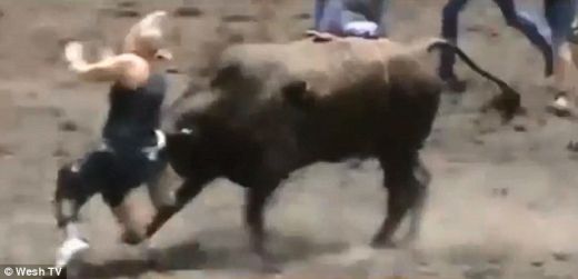 
	GROAZA in ring! O femeie a fost facuta KO de un taur! De 2 ori la rand! Imagini CRUNTE din SUA: VIDEO

