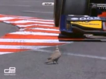 
	Faza SENZATIONALA pe circuitul de la Monaco! Camerele au surprins un moment INCREDIBIL! Cum isi salveaza viata acest porumbel:
