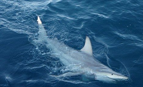 Un rechin HIBRID a fost descoperit in Australia! Oamenii de stiinta trag un semnal de alarma: Nimeni nu a mai vazut asa ceva vreodata! Cum au aparut:_1
