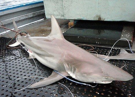 Un rechin HIBRID a fost descoperit in Australia! Oamenii de stiinta trag un semnal de alarma: Nimeni nu a mai vazut asa ceva vreodata! Cum au aparut:_2