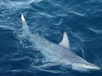 Un rechin HIBRID a fost descoperit in Australia! Oamenii de stiinta trag un semnal de alarma: "Nimeni nu a mai vazut asa ceva vreodata!" Cum au aparut: 