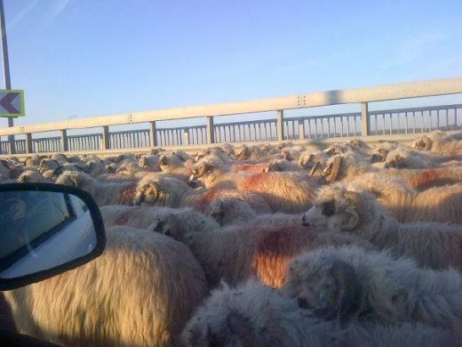 Se intampla in Romania! Aparitie incredibila pe autostrada A2, soferii au ramas fara cuvinte! VEZI FOTO:_1
