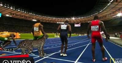 Usain Bolt ghepard