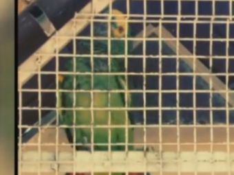 DEMENTIAL! Si-a invatat papagalul sa cante la golurile unui jucator! Razi cu lacrimi cand il auzi cum face: VIDEO
