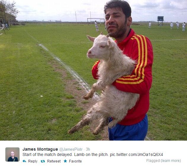 Cea mai tare imagine din week-end! Un jucator a salvat o capra la un meci din Romania! :)) FOTO_2