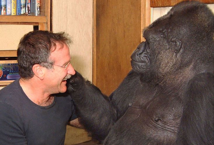 O mai tineti minte pe gorila care s-a imprietenit cu Robin Williams? Ce a facut Koko atunci cand a aflat ca a murit_1