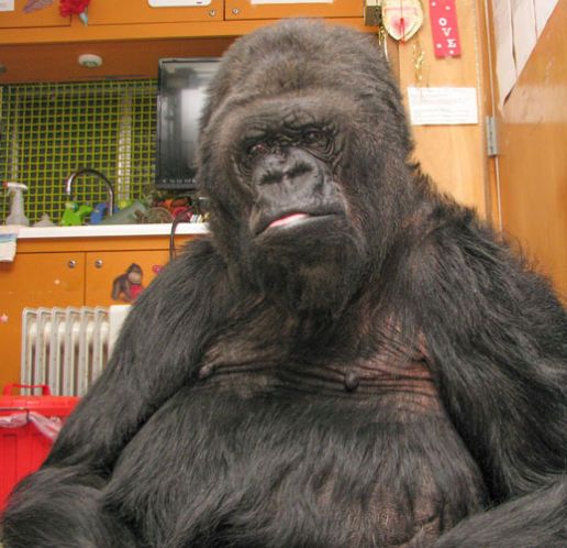 O mai tineti minte pe gorila care s-a imprietenit cu Robin Williams? Ce a facut Koko atunci cand a aflat ca a murit_3