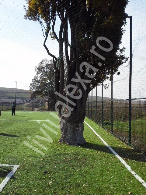 Fundasul dreapta e LEMN! FABULOS! Terenul de fotbal din Romania construit in jurul unui copac! FOTO_1