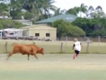 
	Vaca nu eVITA :)) Scene senzationale la un meci de fotbal din Australia! O vaca a intrat pe teren si i-a alergat pe jucatori. VIDEO
