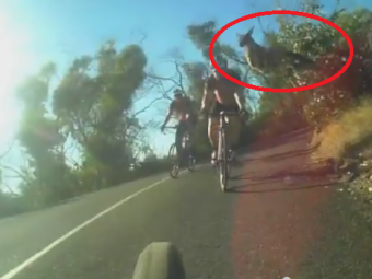 
	VIDEO: Momentul in care un cangur ii sare in cap unui ciclist in timpul unei curse in Australia
