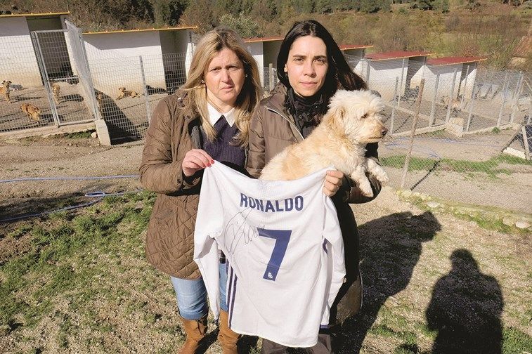 Ronaldo s-a implicat imediat! Ce gest a facut pentru un adapost de caini din Portugalia_1
