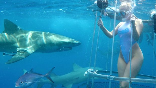 
	VIDEO Momentul incredibil cand o starleta porno este MUSCATA de rechin in timpul unei sedinte foto

