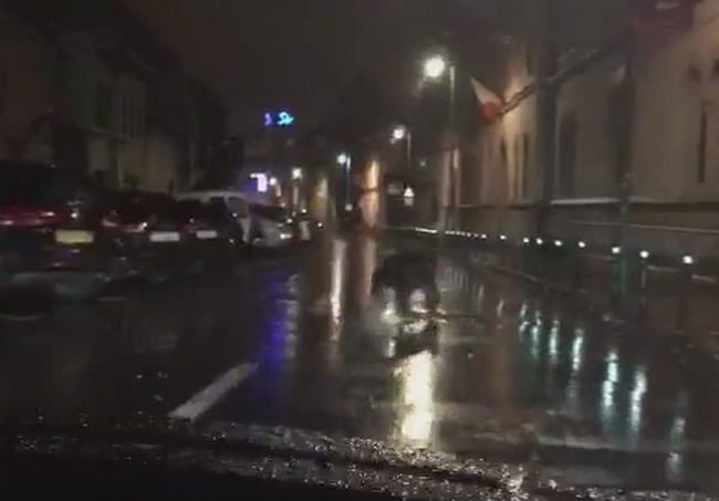 VIDEO Un urs a intrat direct in Centrul Vechi din Brasov! Cum au reactionat oamenii cand l-au vazut_1