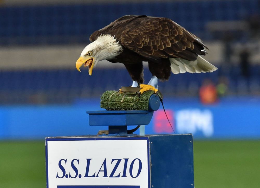 Povestea fabuloasa a vulturului de la Lazio: 125.000 € pe an costa intretinerea lui si e ruda cu vulturii de la Benfica si Ludogorets_2