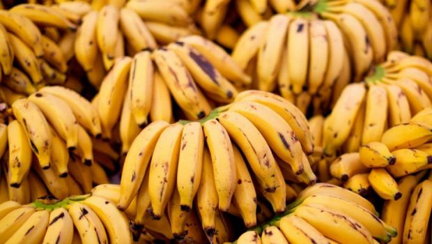 
	Fructul preferat de MII de fotbalisti ar putea sa DISPARA! Anuntul teribil al specialistilor: dispar bananele!

