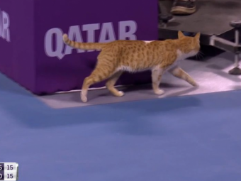 Din pacate, n-a fost neagra! :) O PISICA a intrat pe teren la meciul lui Wozniacki de la Doha. FOTO