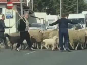 
	FABULOS! Becali, cu MATURA dupa oi in strada! Patronul FCSB a blocat traficul din Pipera! VIDEO
