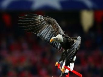 
	VIDEO | Moment de PANICA pentru fanii lui Benfica! &quot;Vulturul&quot;, dat disparut de portughezi: ce s-a intamplat cu mascota echipei
