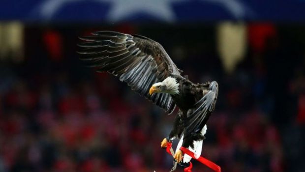 
	VIDEO | Moment de PANICA pentru fanii lui Benfica! &quot;Vulturul&quot;, dat disparut de portughezi: ce s-a intamplat cu mascota echipei

