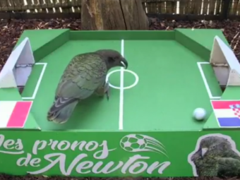 
	Newton a ales castigatoarea Cupei Mondiale! Unde a bagat papagalul oracol mingea :) VIDEO
