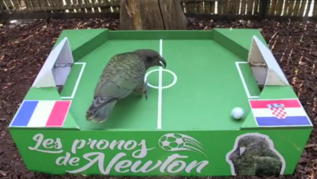 
	Newton a ales castigatoarea Cupei Mondiale! Unde a bagat papagalul oracol mingea :) VIDEO
