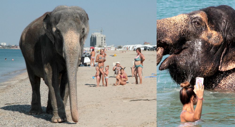Imagini IREALE pe litoralul Marii Negre! Turistii s-au trezit cu doi elefanti in apa, langa ei_1