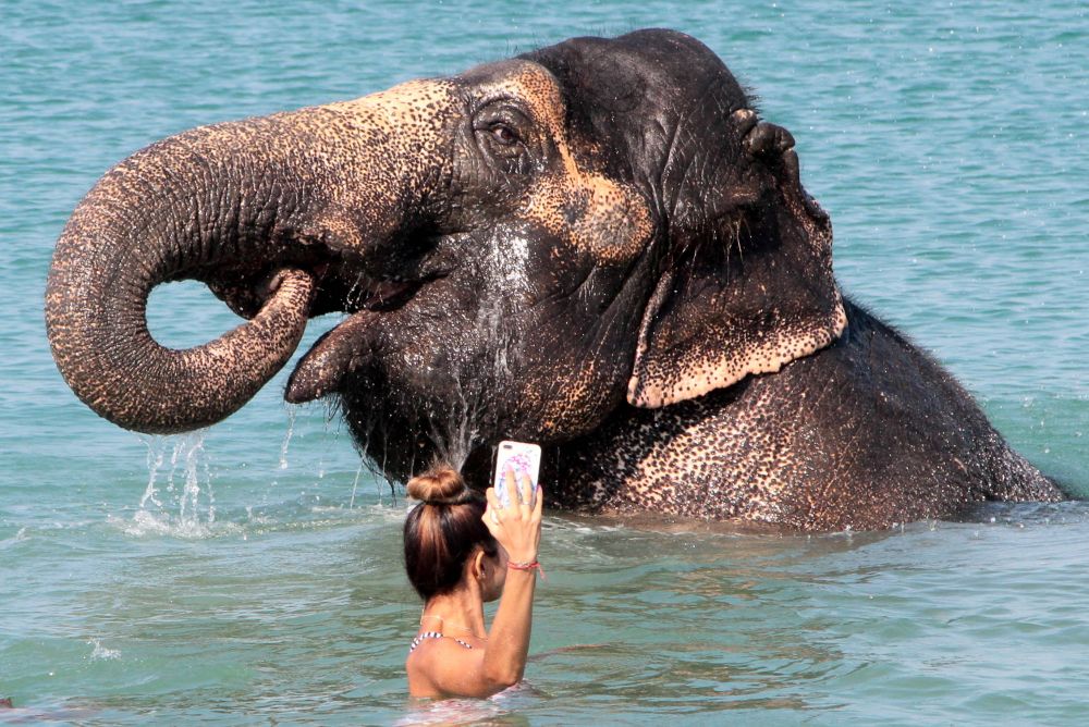 Imagini IREALE pe litoralul Marii Negre! Turistii s-au trezit cu doi elefanti in apa, langa ei_2