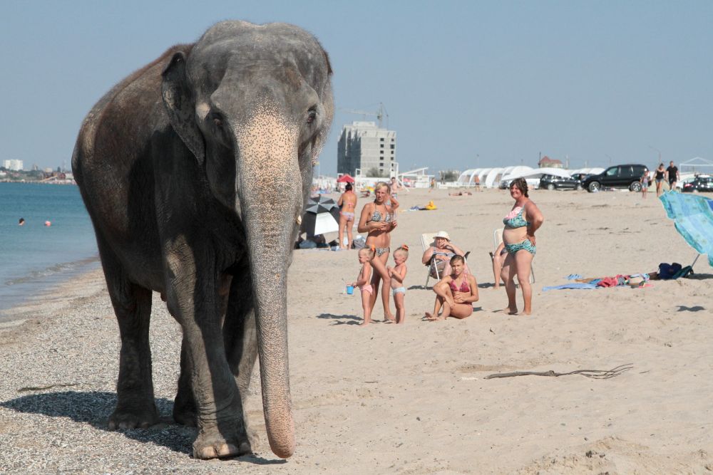 Imagini IREALE pe litoralul Marii Negre! Turistii s-au trezit cu doi elefanti in apa, langa ei_3