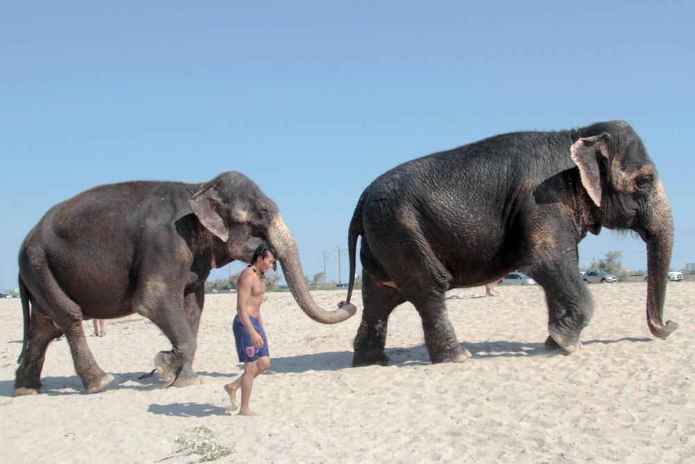 Imagini IREALE pe litoralul Marii Negre! Turistii s-au trezit cu doi elefanti in apa, langa ei_4
