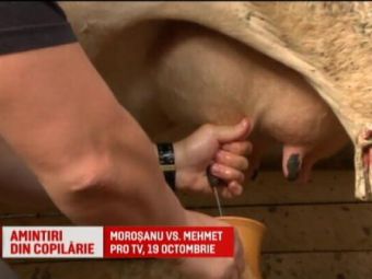 
	&quot;Unde-i vaca nenorocitule? N-ai avut grija de vaca!&quot; Amintiri din copilaria lui Morosanu! Ce a facut luptatorul inaintea meciului de pe 19 octombrie, la Pro TV
