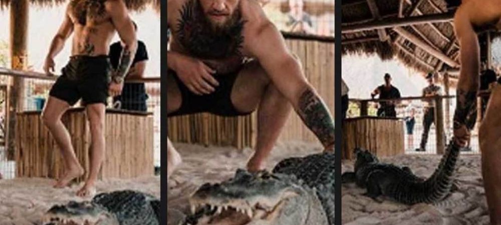 Conor McGregor aligator McGregor